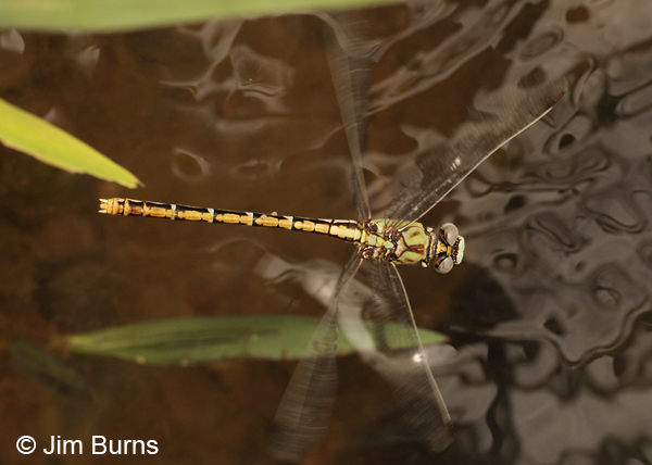 Dashed Ringtail female in flight, Grant Co., NM, August 2012