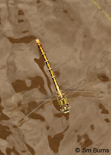 Dashed Ringtail female ovipositing, Grant Co., NM, August 2012