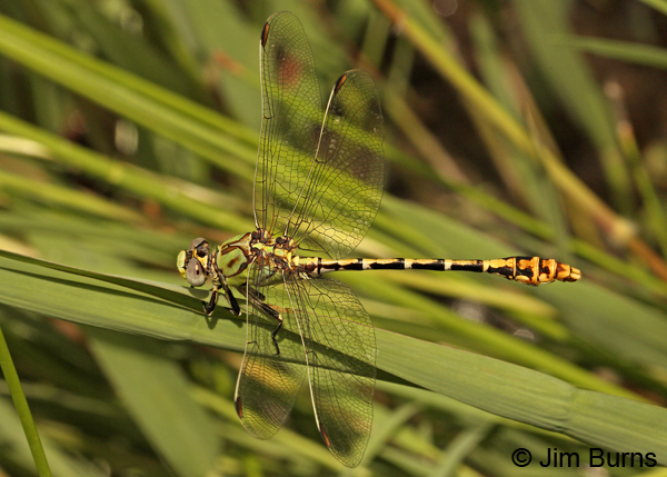 Dashed Ringtail male, Grant Co., NM, August 2012