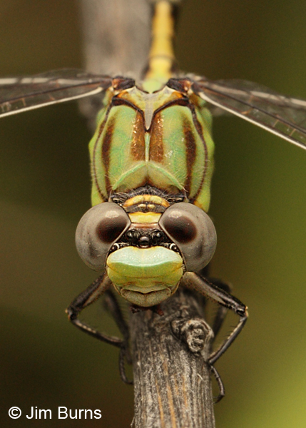 Dashed Ringtail male head shot, Grant Co., NM, August 2012