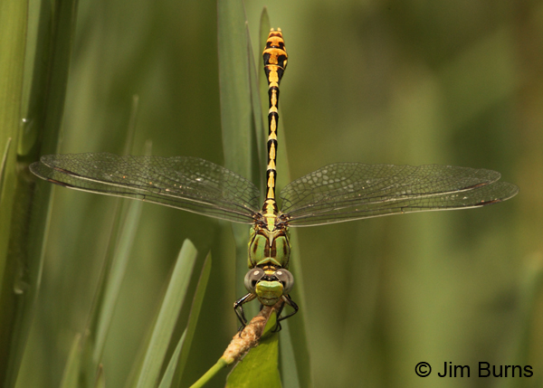 Dashed Ringtail male perched, Grant Co., NM, August 2012