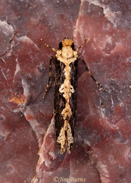 Daviscardia coloradella dorsal view, Arizona--5946