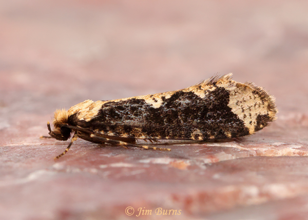 Daviscardia coloradella, Arizona--5933