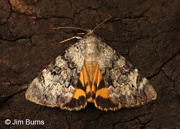 Delilah Underwing Moth wingspread, Arizona