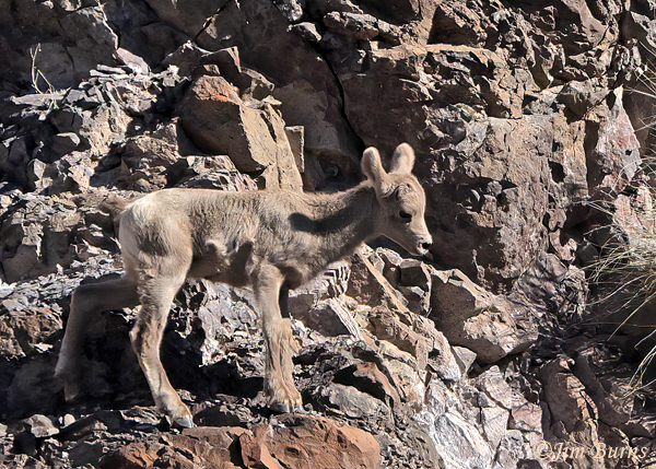 Desert Bighorn lamb, February--4023