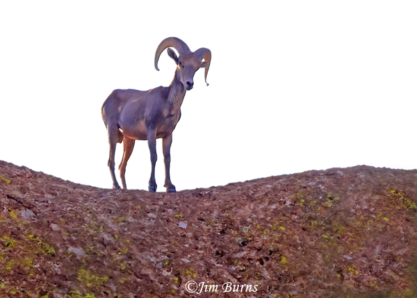 Desert Bighorn ram sunrise--8580