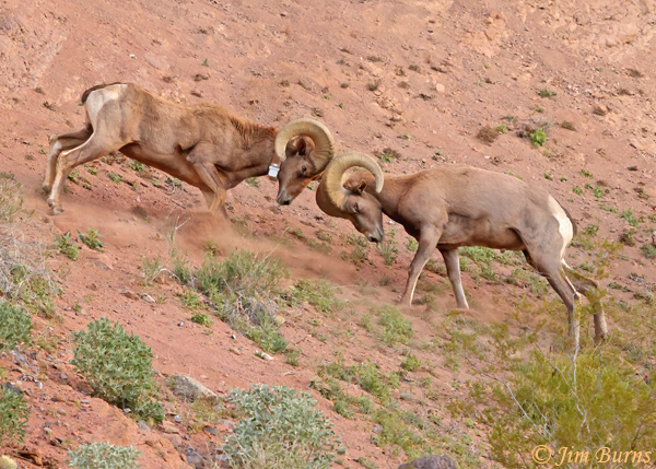 Desert Bighorn battle--7773