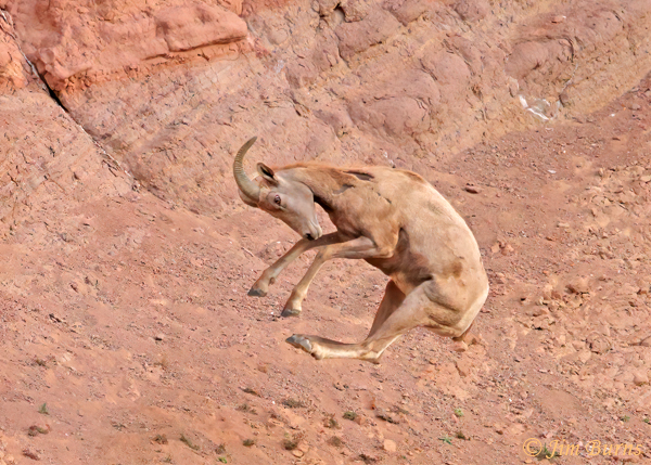 Desert Bighorn ewe feeling frisky--7839