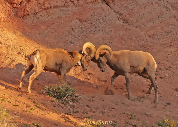 Desert Bighorn sunrise jousting--7985