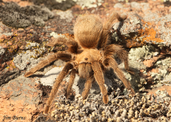 Desert Blonde Tarantula, Arizona--1000