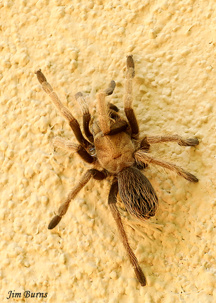 Desert Blonde Tarantula, Arizona--6825