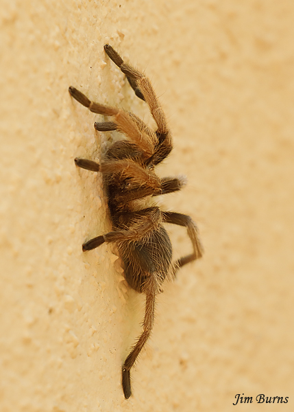 Desert Blonde Tarantula climbing wall, Arizona--6827