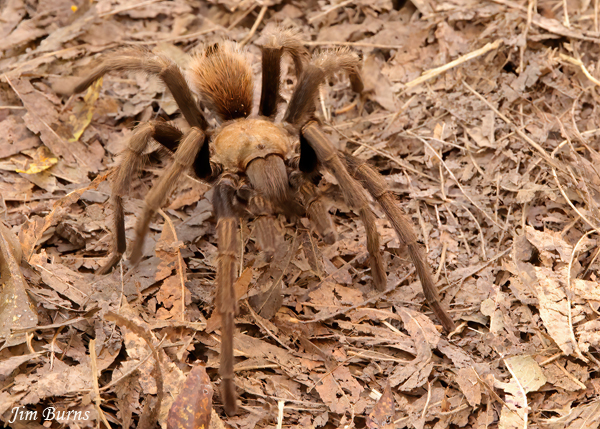 Desert Blonde Tarantula in leaf litter, Arizona--8833