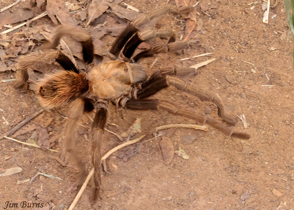 Desert Blonde Tarantula on the move, Arizona--8838