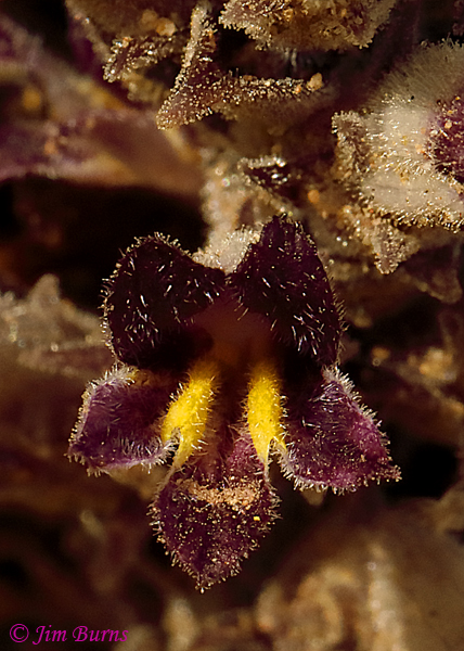 Desert Broomrape, Arizona--9333