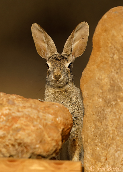 Desert Cottontail--0192