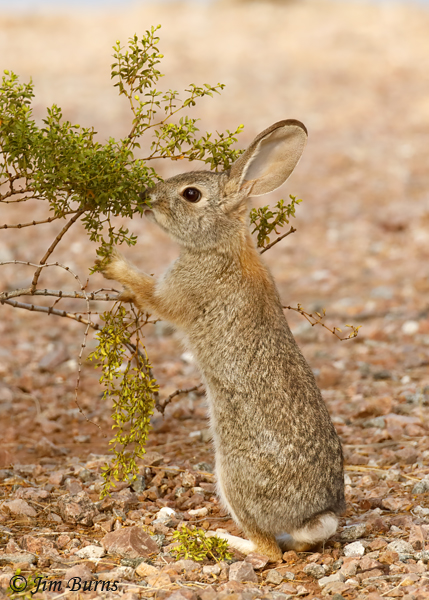 Desert Cottontail at breakfast--5176