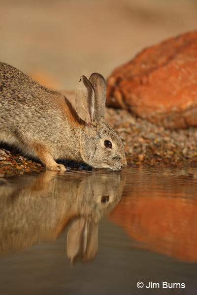 Desert Cottontail at waterhole