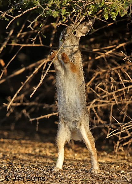 Desert Cottontail stretching for greens