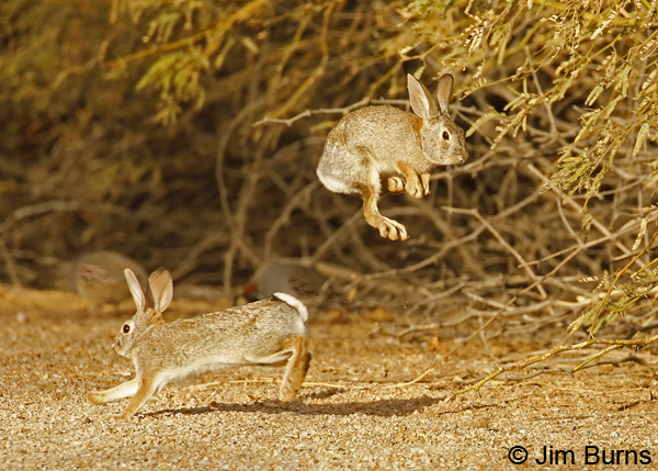 Desert Cottontails at play