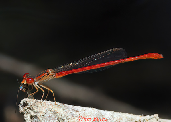 Desert Firetail male eating small gnat, Maricopa Co., AZ, September 2024--3157