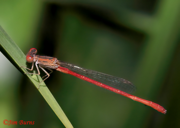 Desert Firetail male, Maricopa Co., AZ, July 2024--9884
