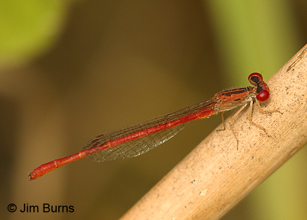 Desert Firetail male, Hidalgo Co., TX, November 2017
