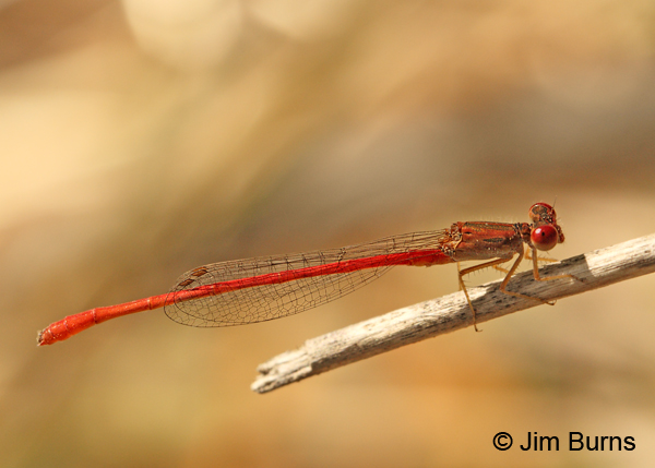 Desert Firetail male, Pinal Co., AZ, October 2011