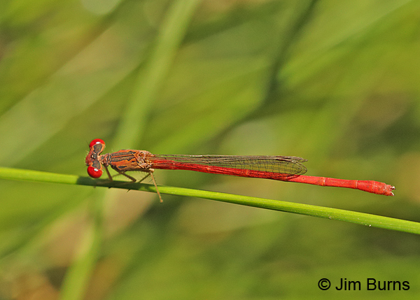 Desert Firetail male dorsal view, Pinal Co., AZ, July 2016