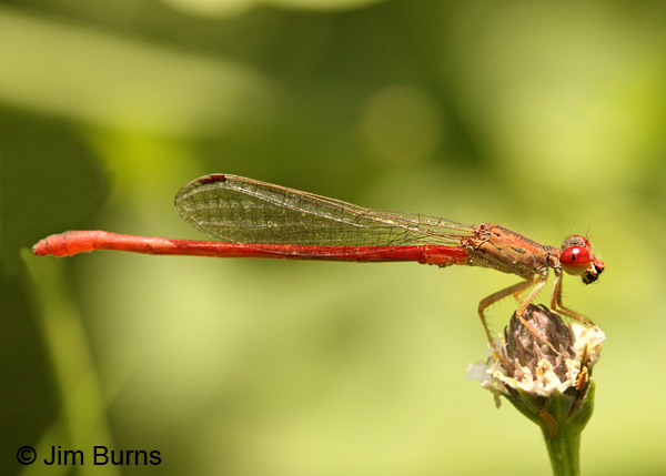 Desert Firetail male eating small fly, Hidalgo Co., TX, May 2012