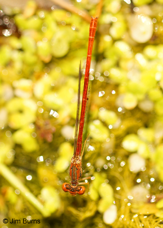 Desert Firetail male vertical, Maricopa Co., AZ, August 2011