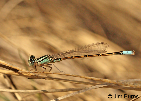 Desert Forktail male, Maricopa Co., AZ, March 2013