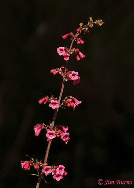 Desert Penstemon, Arizona--9539