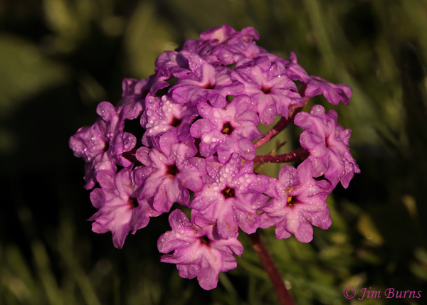 Desert Sand Verbena in morning dew, Arizona--0655