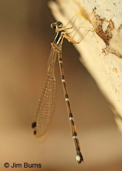 Desert Shadowdamsel immature female, Greenlee Co., AZ, August 2012