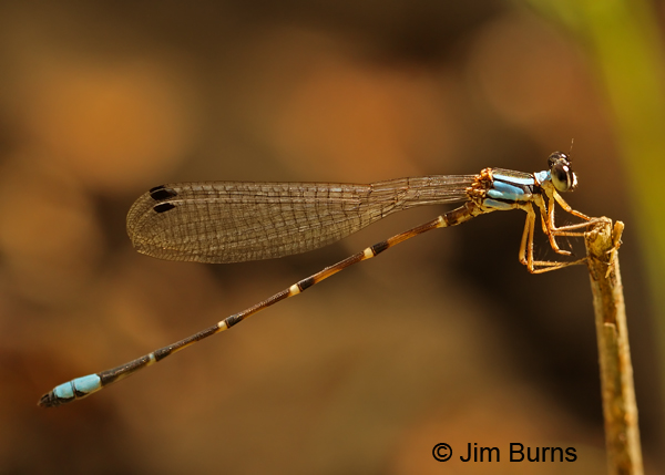 Desert Shadowdamsel male, Greenlee Co., AZ, August 2012