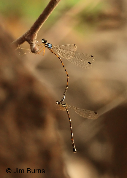 Desert Shadowdamsel pair in tandem, Greenlee Co., AZ, August 2012