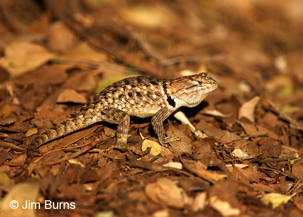 Desert Spiny Lizard on leaf bed