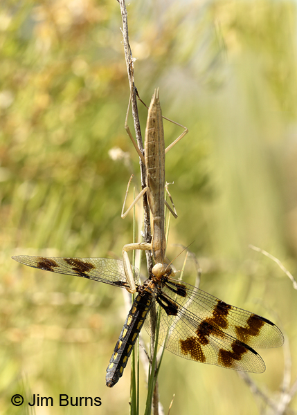 Desert Whitetail female in clutches of mantis #2, Tooele Co., UT, July 2016