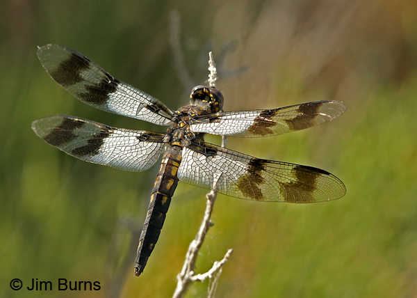 Desert Whitetail immature male, Tooele Co., UT, July  2016