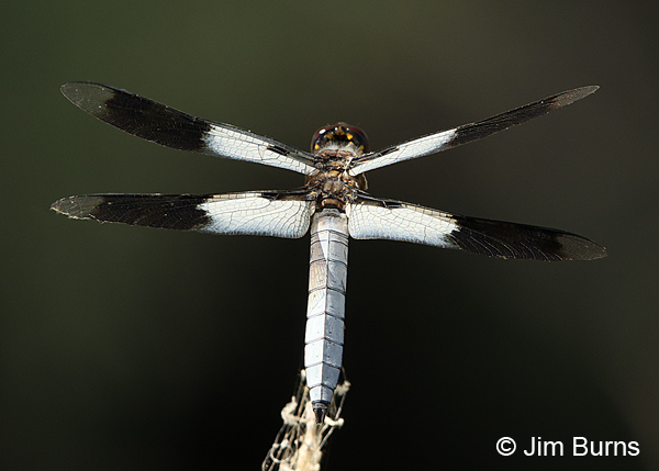 Desert Whitetail male dorsal view, Tooele Co., UT, July  2016