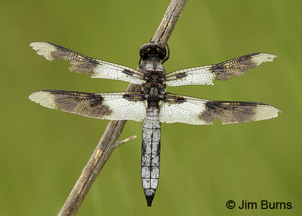 Desert Whitetail male dorsal view, Chaves Co., NM, September 2014