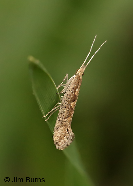 Diamondback Moth female dorsolateral view, Arizona
