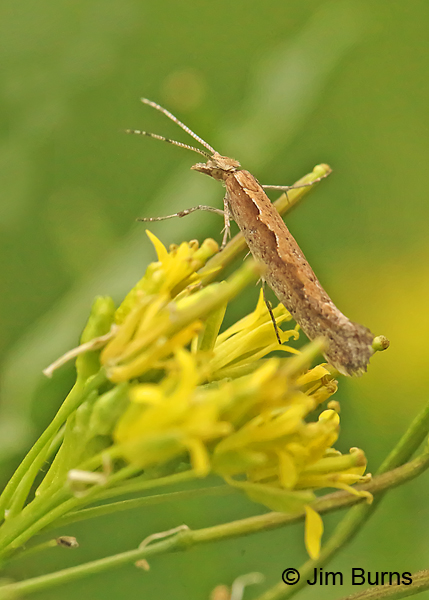 Diamondback Moth female on London Rocket, Arizona