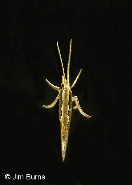Diamondback Moth male on black, Arizona