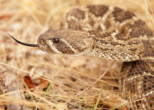 Western Diamond-backed Rattlesnake head shot--0142