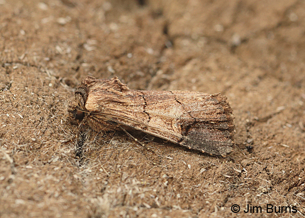 Dichagyris grotei, Arizona