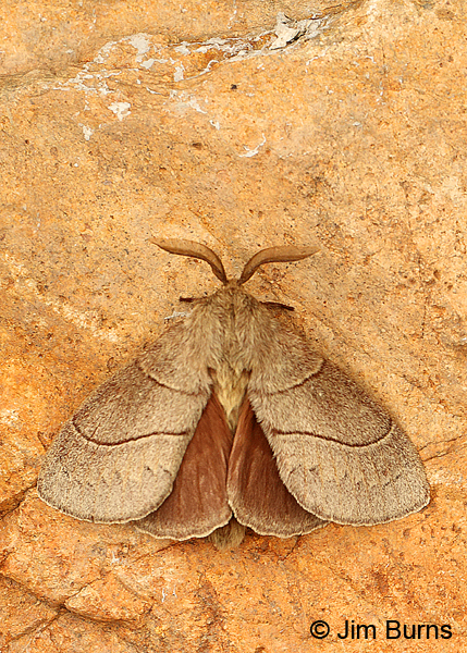 Dicogaster coronada underwings, Arizona