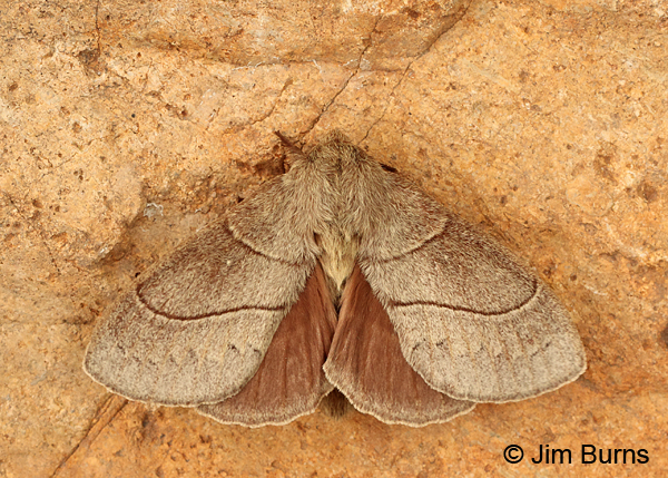 Dicogaster coronada wingspread, Arizona