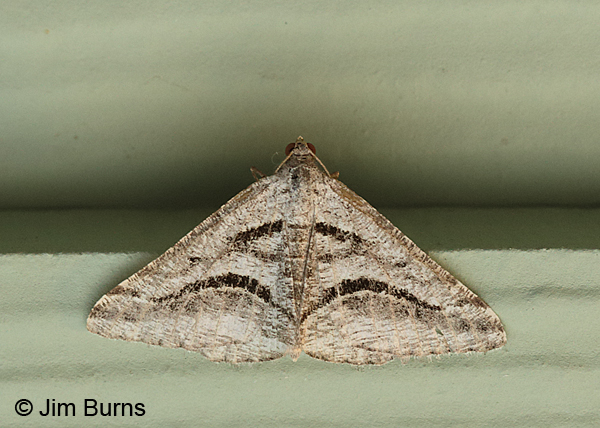 Digrammia curvata, Oregon